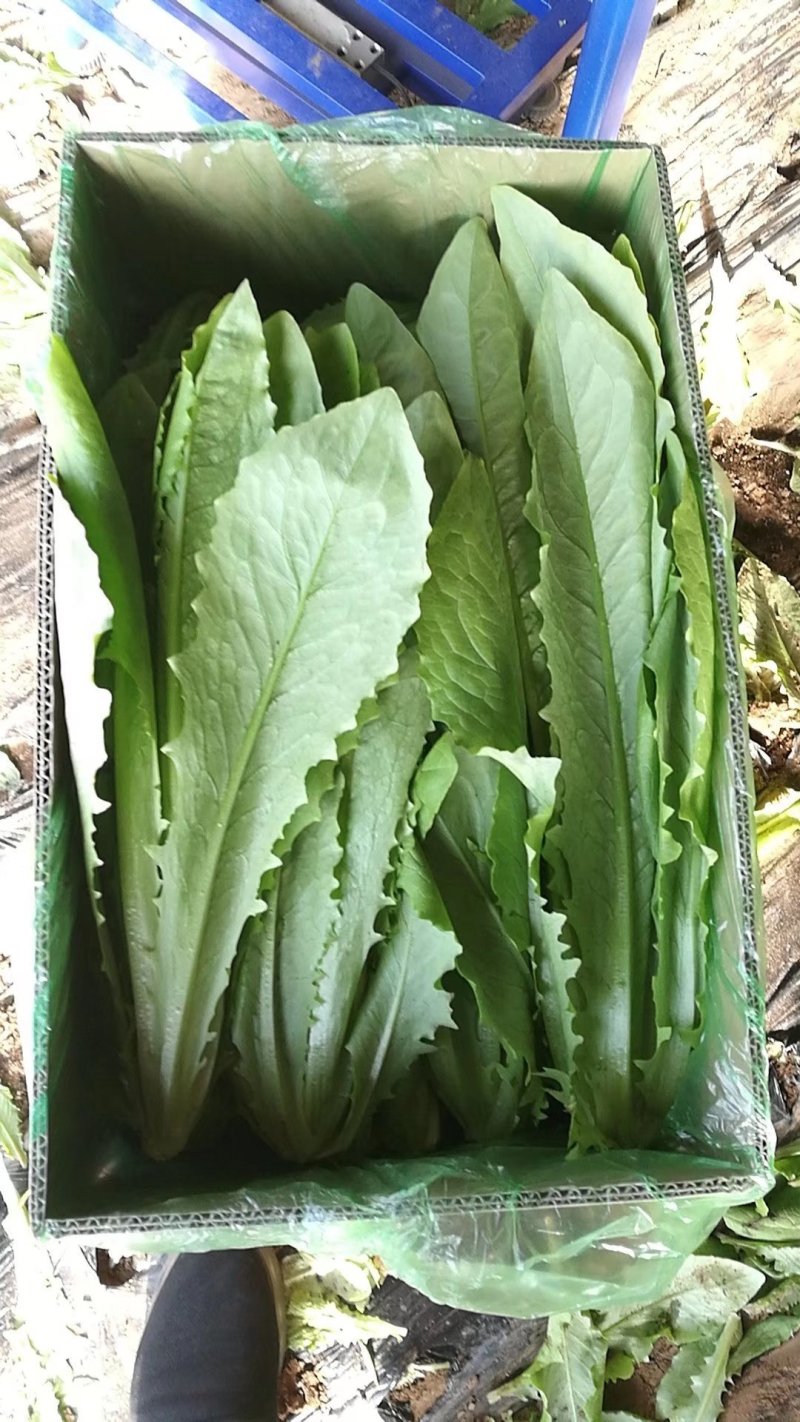 精品油麦菜大量上市良心做事赚辛苦钱