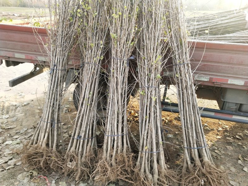 三年苗，优质苗，矮壮，大根系，成活率高。