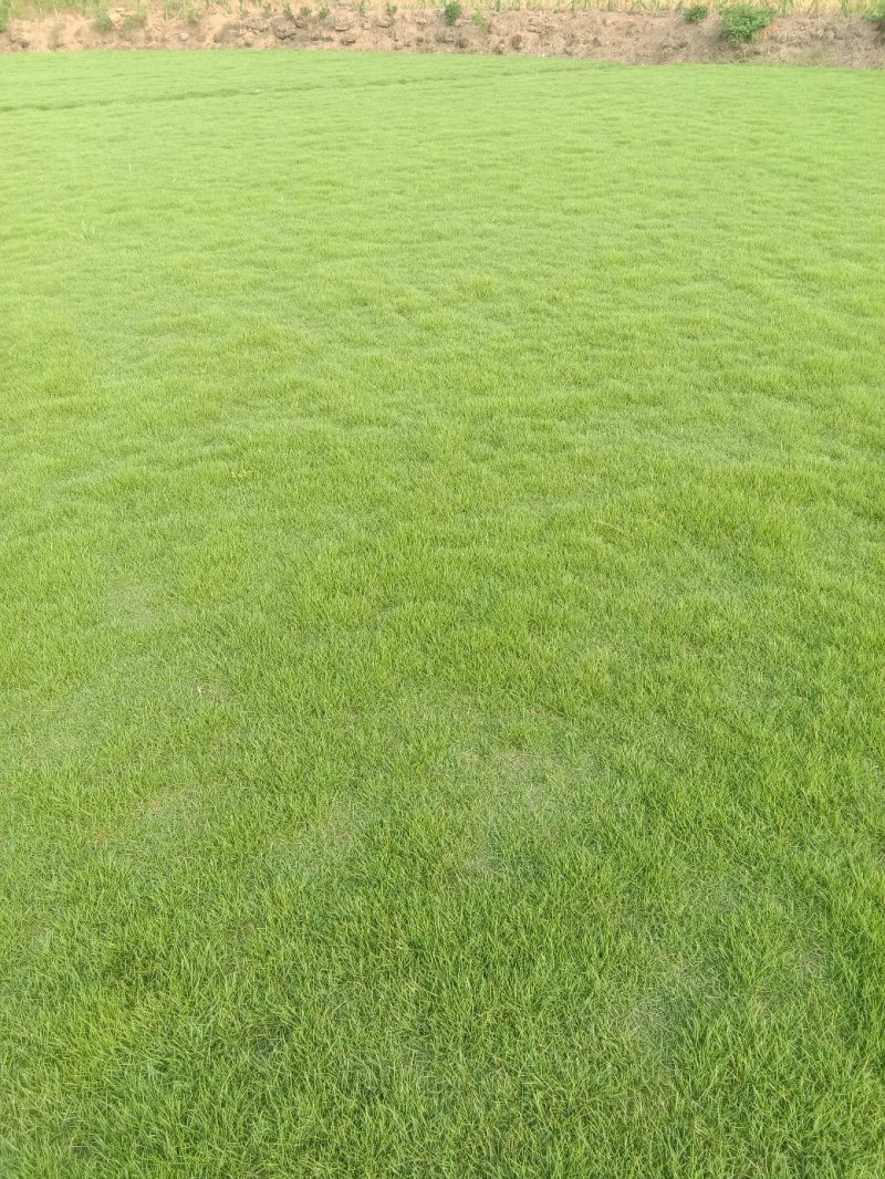 绿化草皮出售