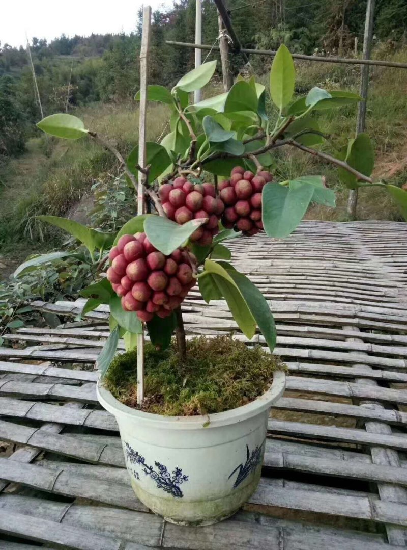 盆栽黑老虎