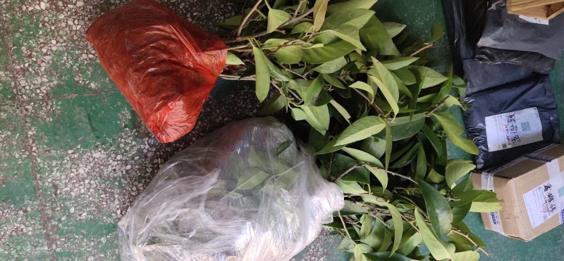 盆栽黑老虎