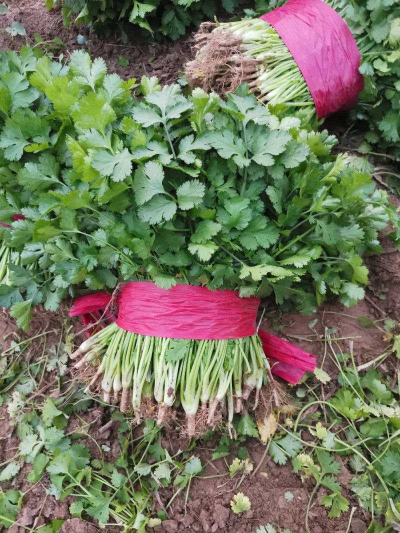 香菜基地直供大叶优质香菜，质量更有保证，