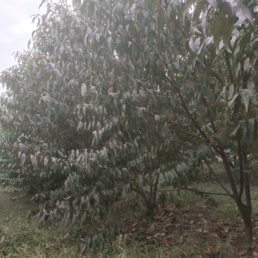 碧桃