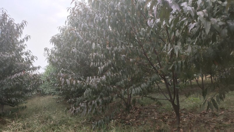 碧桃