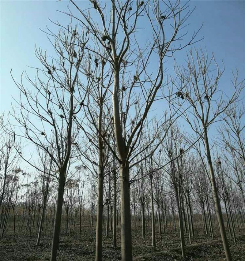 精品楸树