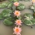 睡莲种子池塘水培盆栽大型观赏水生植物花卉四季水养莲花根块