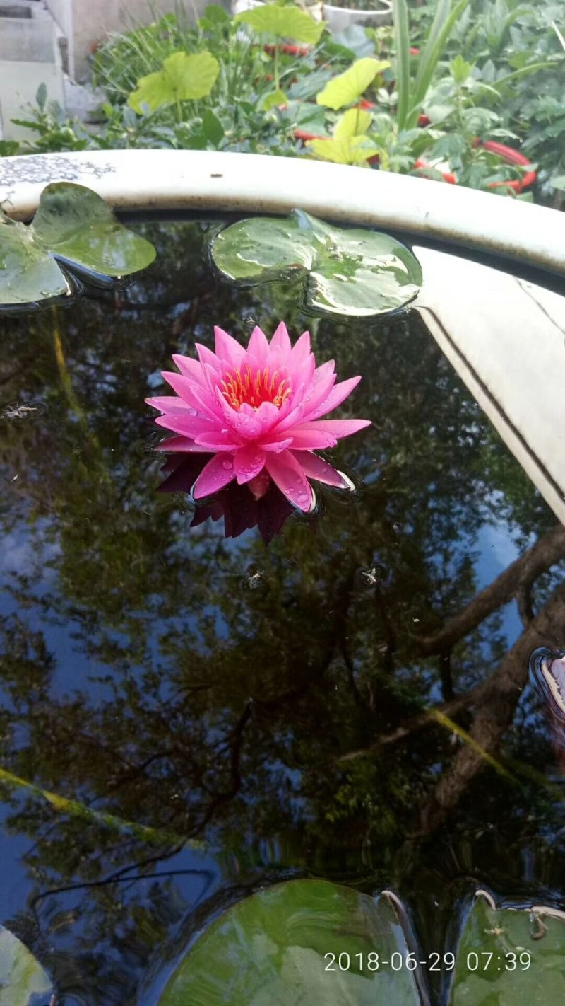睡莲种子池塘水培盆栽大型观赏水生植物花卉四季水养莲花根块