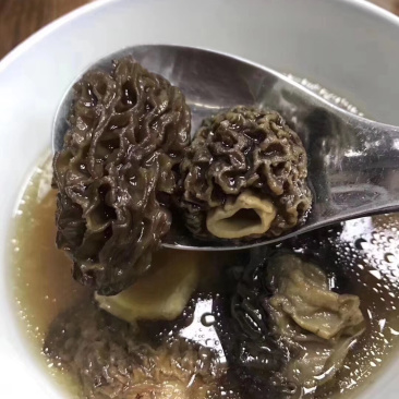 野生羊肚菌
