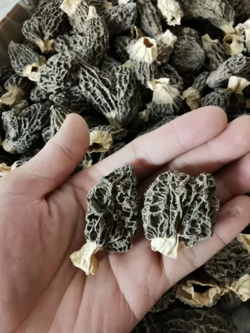 野生羊肚菌