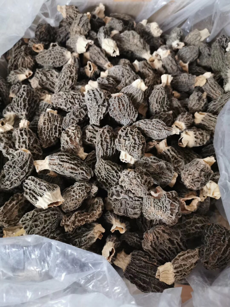 野生羊肚菌