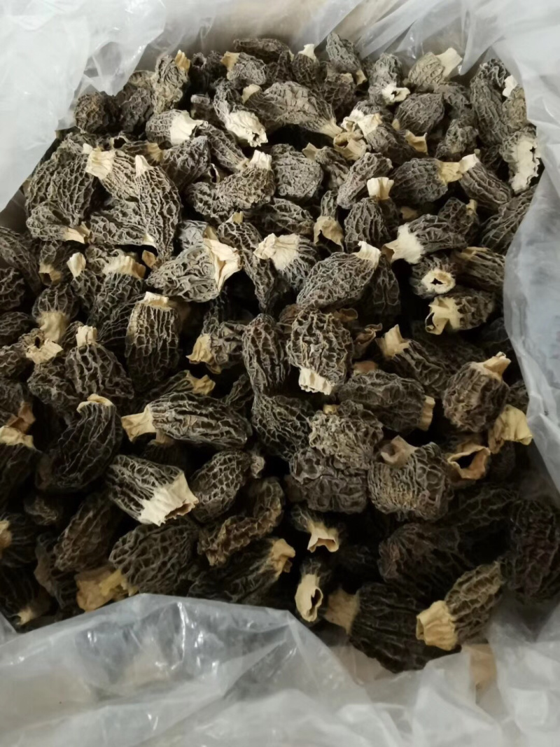 野生羊肚菌