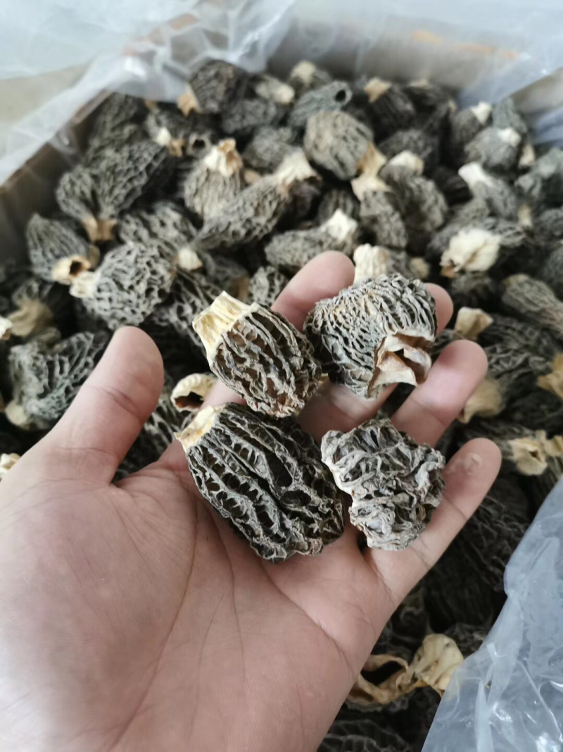 野生羊肚菌