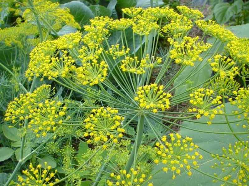 春节后再见，自家蜂场小茴香基地生产。全国包邮。