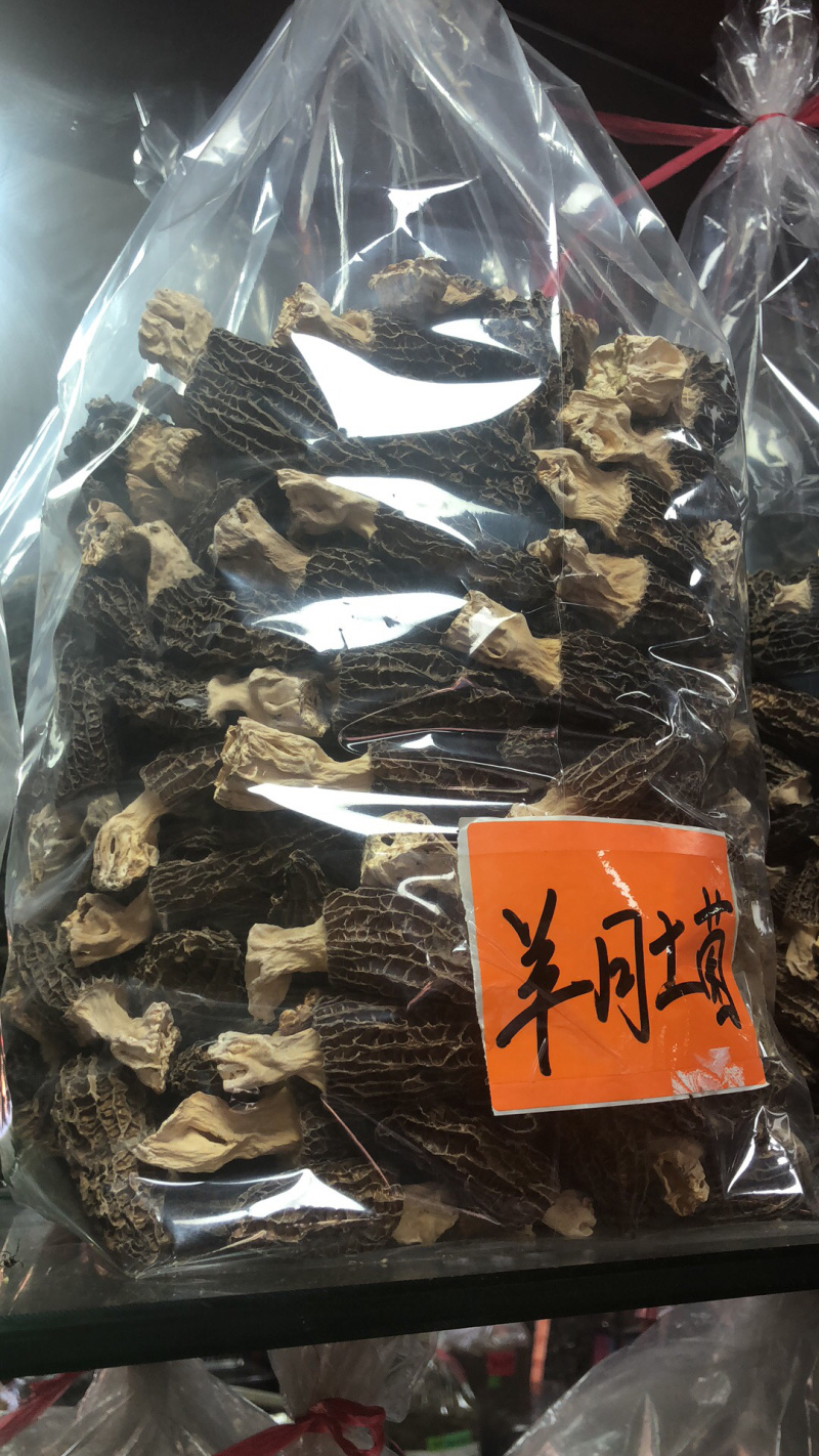 野生羊肚菌