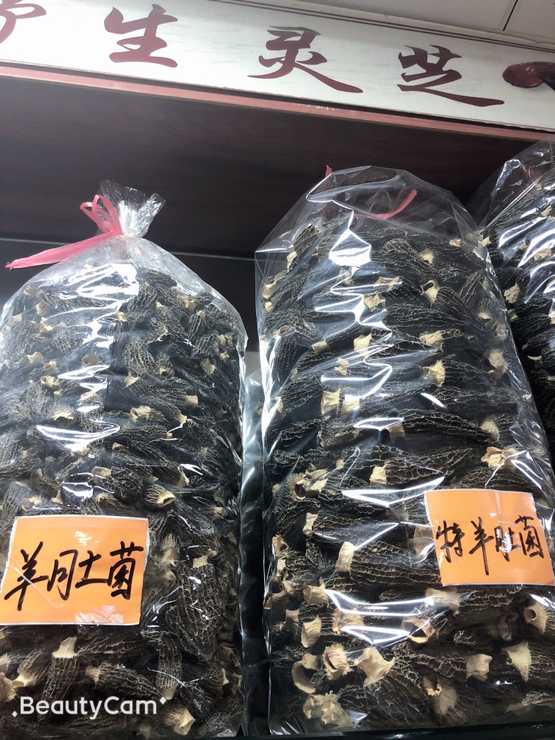 野生羊肚菌