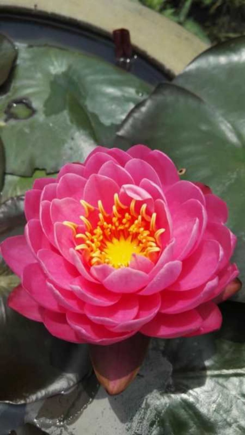 睡莲精品睡莲热带睡莲耐寒睡莲睡莲花批发价