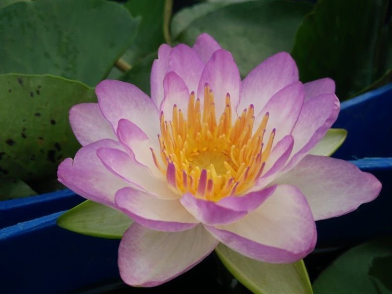 睡莲精品睡莲热带睡莲耐寒睡莲睡莲花批发价