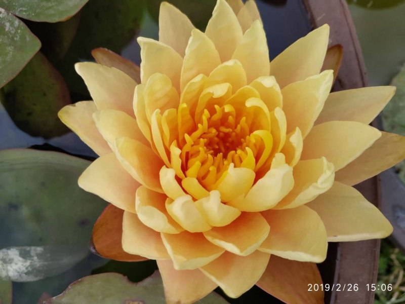 睡莲精品睡莲热带睡莲耐寒睡莲睡莲花批发价