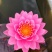 睡莲精品睡莲热带睡莲耐寒睡莲睡莲花批发价