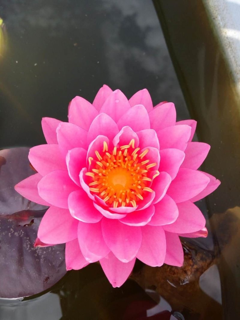 睡莲精品睡莲热带睡莲耐寒睡莲睡莲花批发价