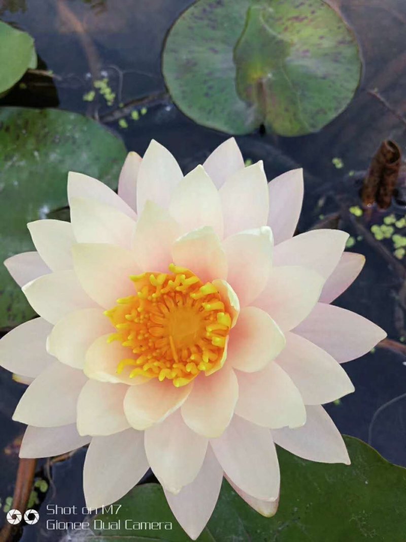 睡莲精品睡莲热带睡莲耐寒睡莲睡莲花批发价