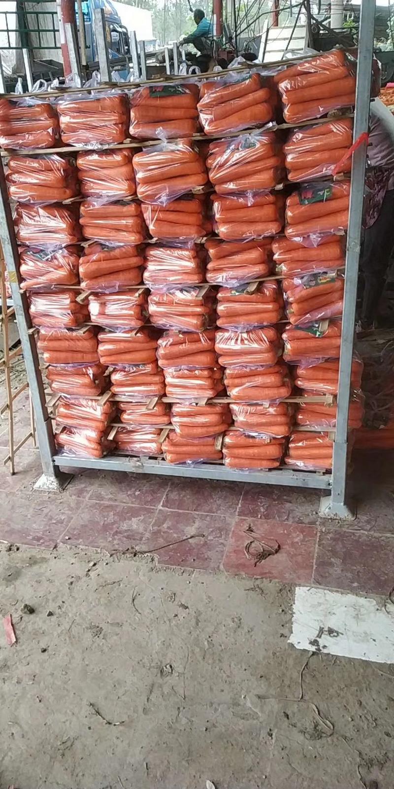 三红胡萝卜大量上市开封产地直发质量保证货源充足