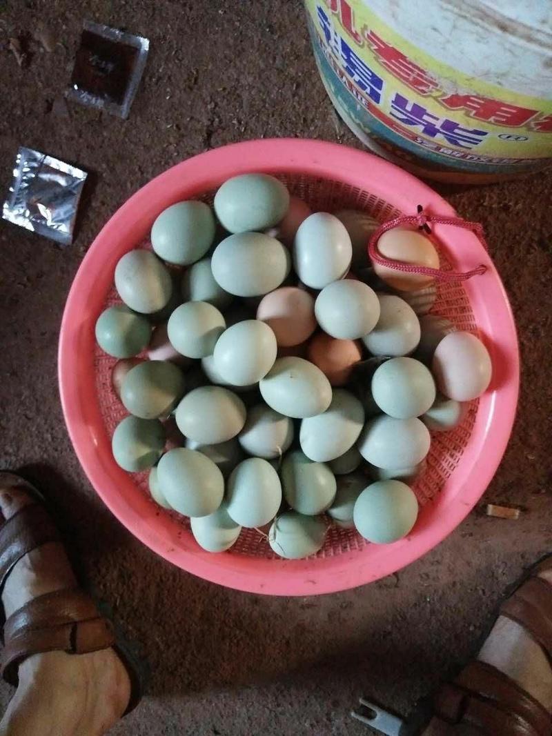 正宗农家生态散养乌鸡绿壳土鸡蛋.土鸡蛋中精品30枚包邮