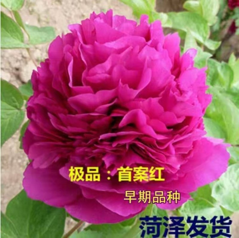 牡丹