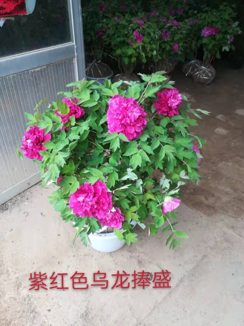 牡丹