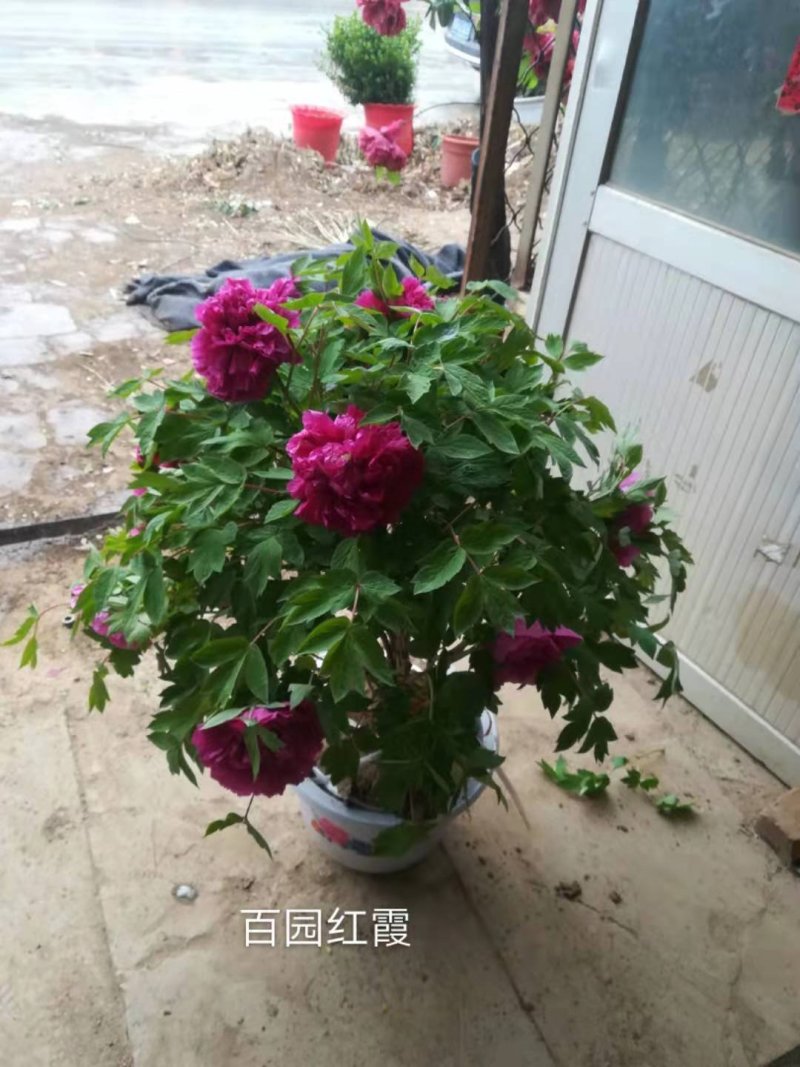 牡丹