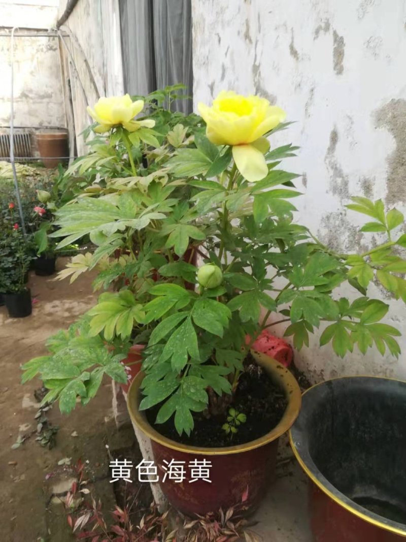 牡丹