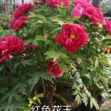 牡丹