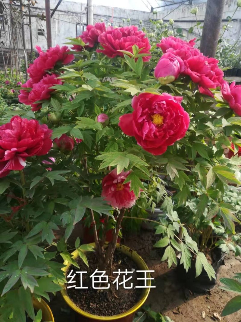 牡丹
