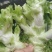 儿菜