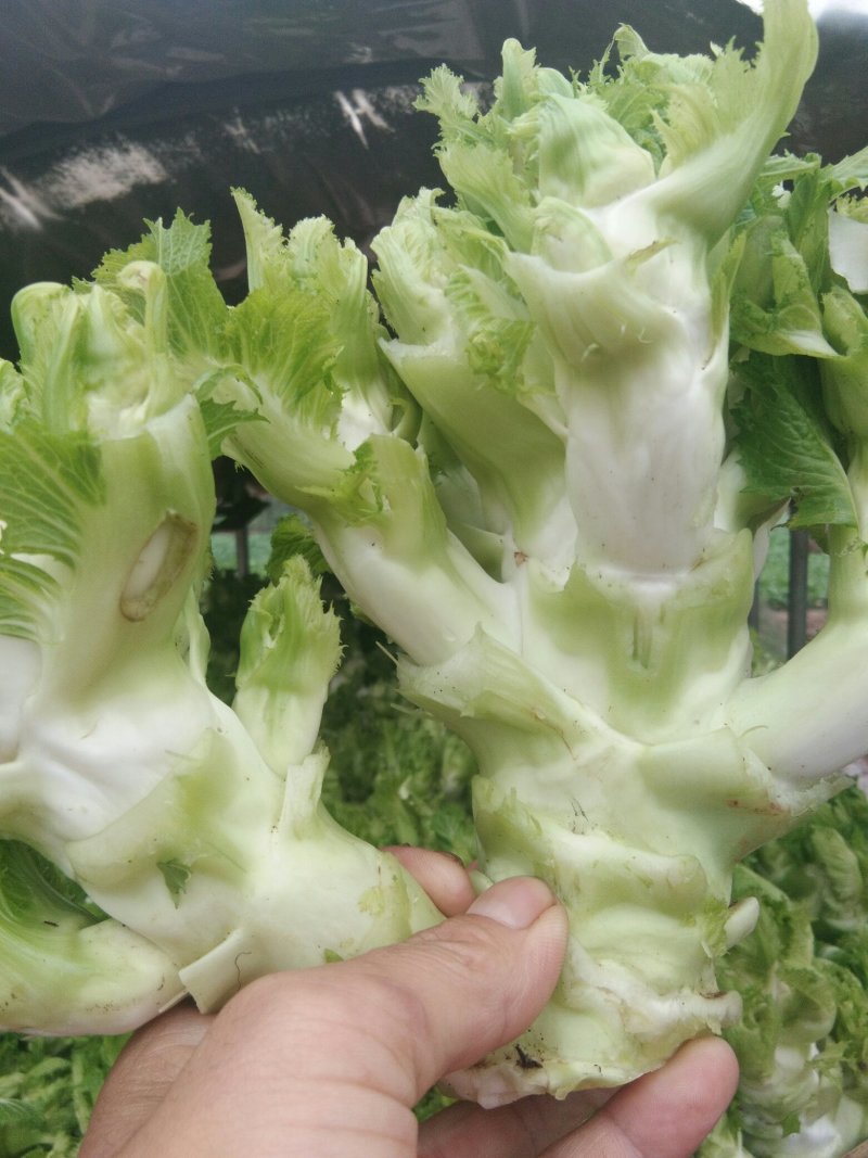 儿菜