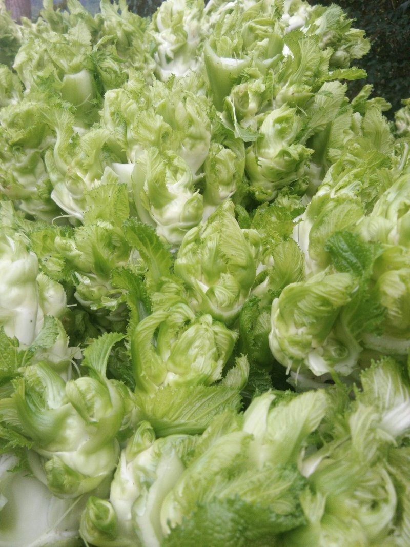儿菜