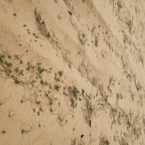 土地出租，各种种植农副产品土地出租都有