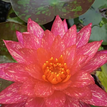 睡莲种子池塘水培盆栽大型观赏水生植物花卉四季水养莲花根块