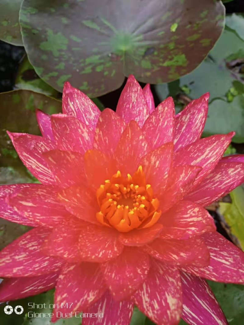 睡莲种子池塘水培盆栽大型观赏水生植物花卉四季水养莲花根块