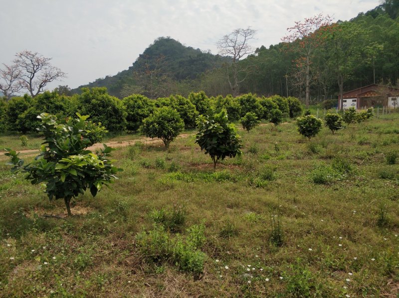 土地出租，各种种植农副产品土地出租都有