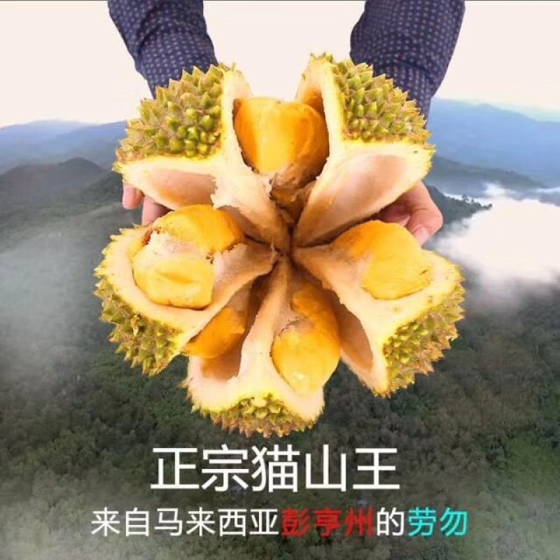 正宗马来西亚猫山王D197双a规格4-6头优惠热销