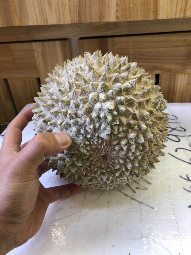 正宗马来西亚猫山王D197双a规格4-6头优惠热销
