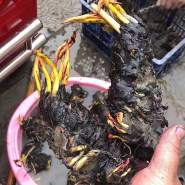 睡莲精品睡莲热带睡莲耐寒睡莲睡莲花批发价