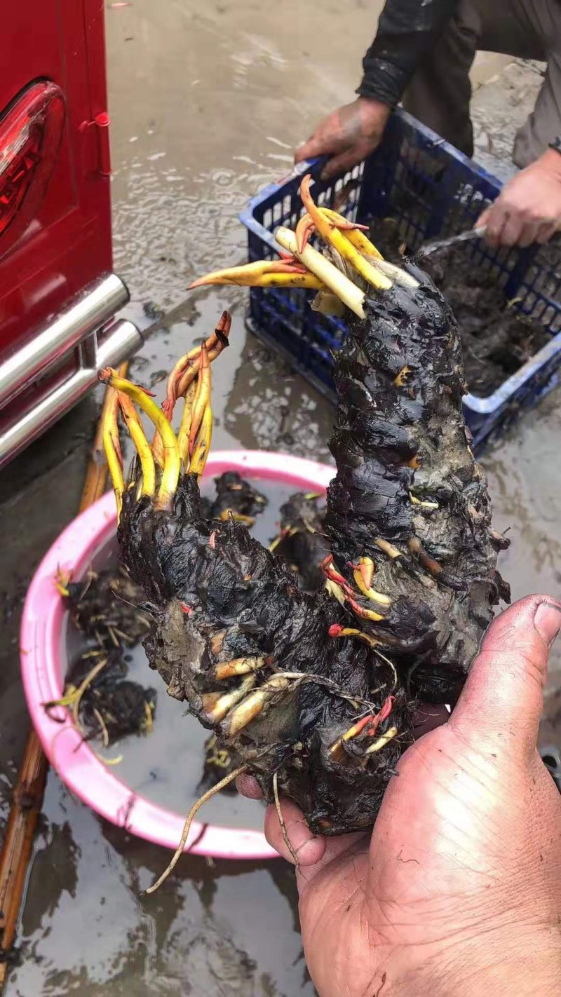 睡莲精品睡莲热带睡莲耐寒睡莲睡莲花批发价