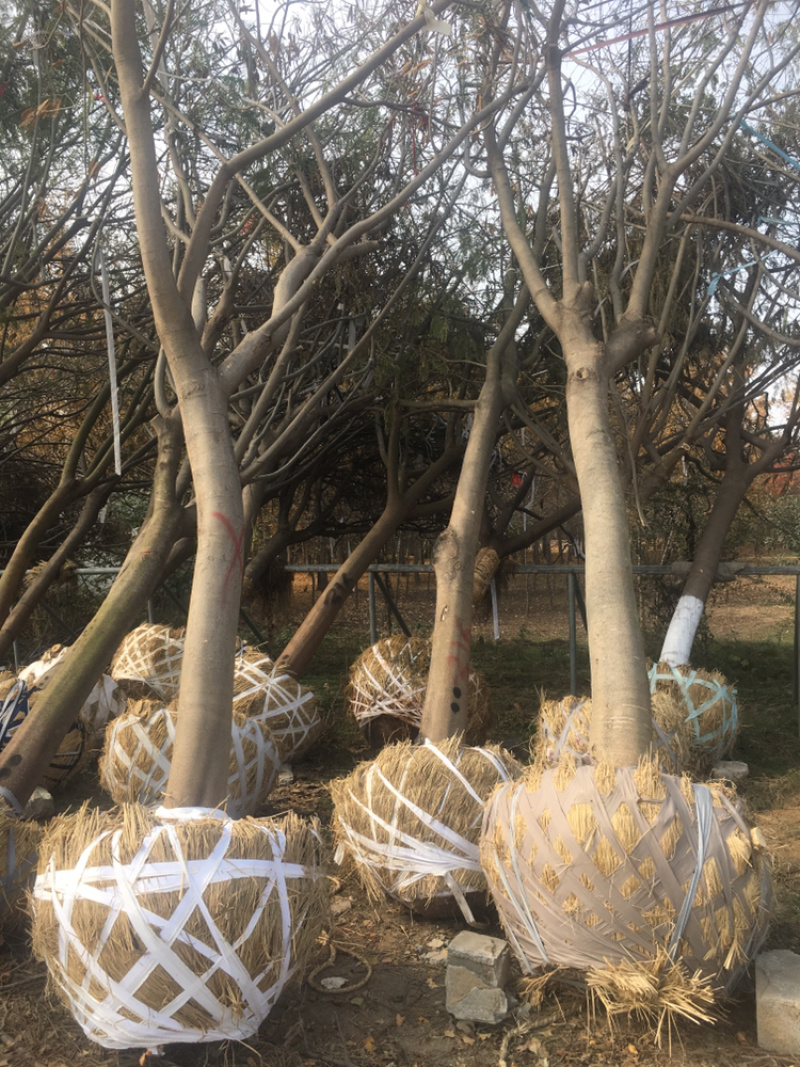合欢，货源地直接供货，规格齐全