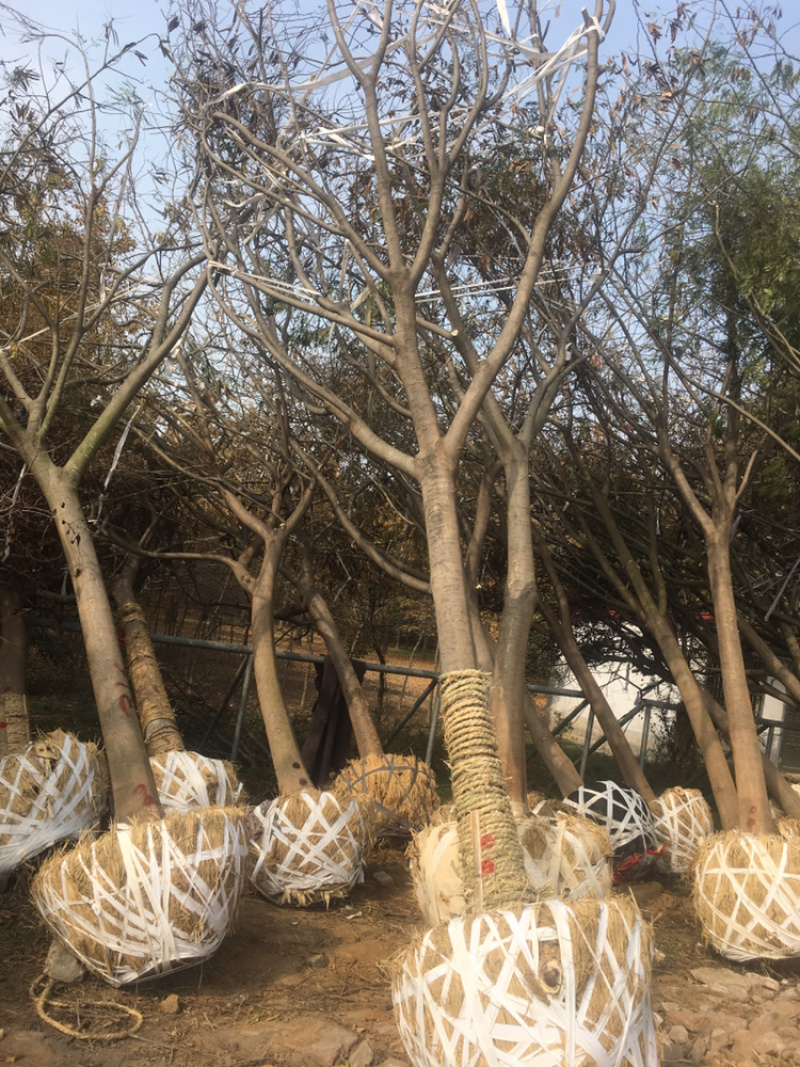 合欢，货源地直接供货，规格齐全