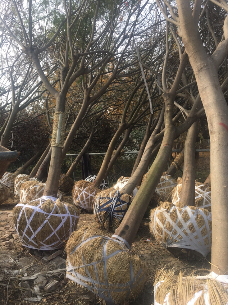 合欢，货源地直接供货，规格齐全
