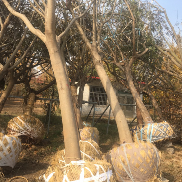 合欢，货源地直接供货，规格齐全