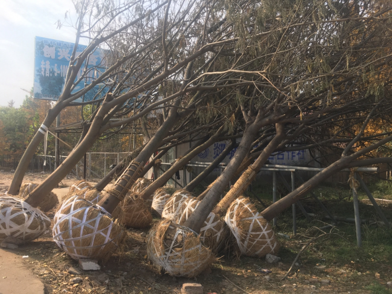 合欢，货源地直接供货，规格齐全