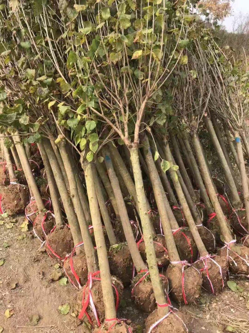 丁香花苗庭院阳台盆栽地栽植物丁香花树苗绿化工程苗木